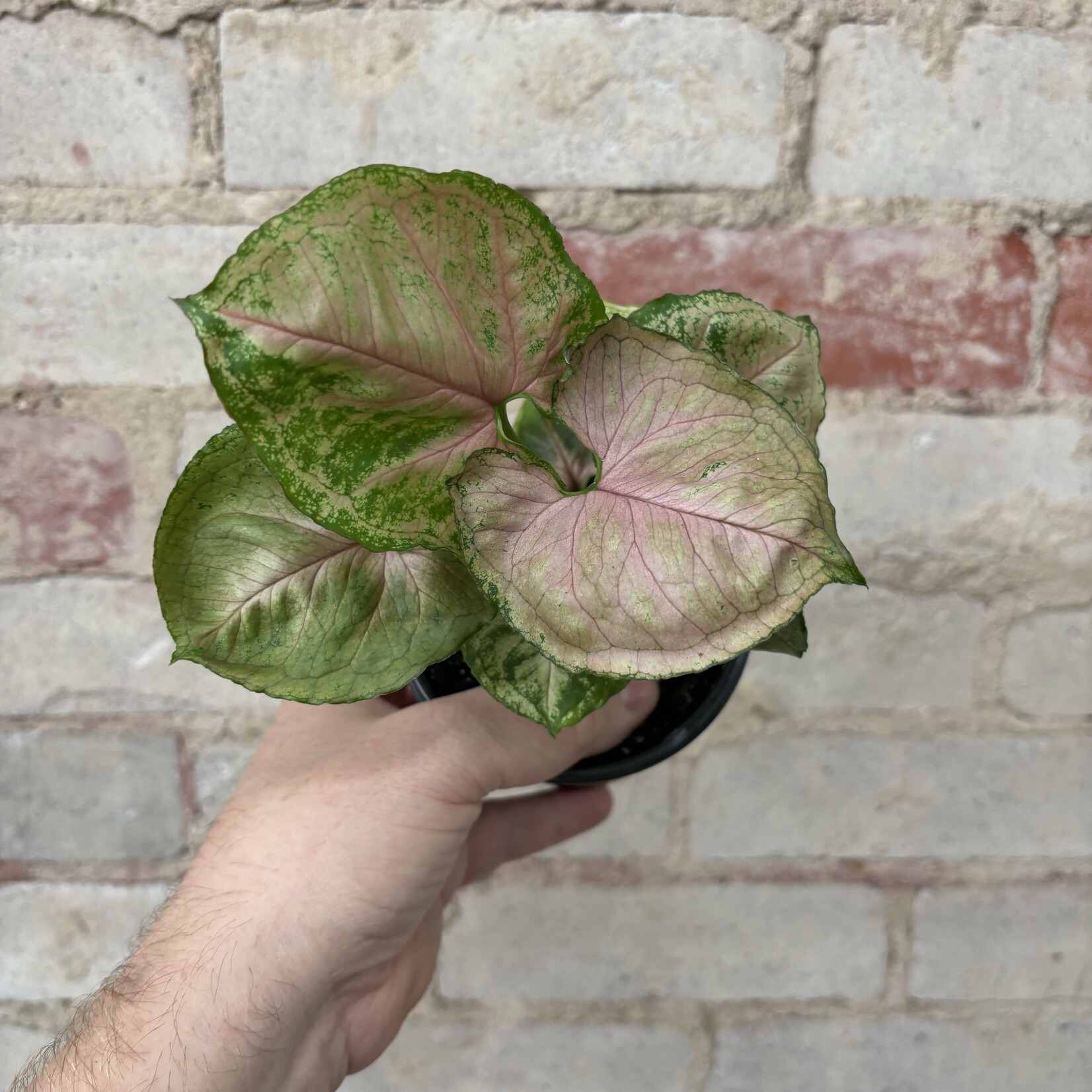 Syngonium Strawberry Milk 4"