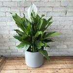 Peace Lily 'Sweet Pablo' 9-10"
