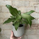 Platinum Mist Peace Lily 4"