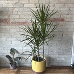 Dracaena Marginata Character Cane 10"