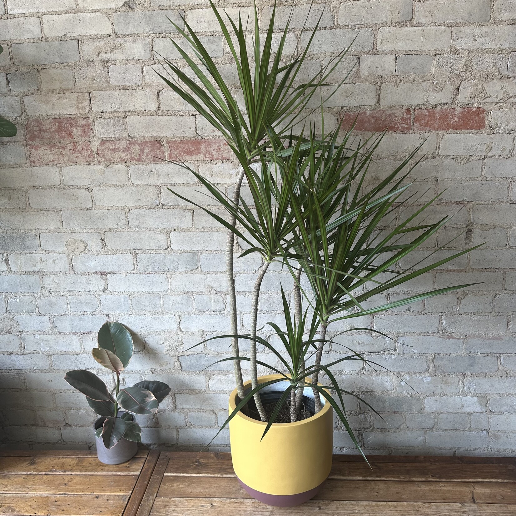 Dracaena Marginata Character Cane 10"