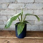 Philodendron Jose Buono Variegated 3.5"