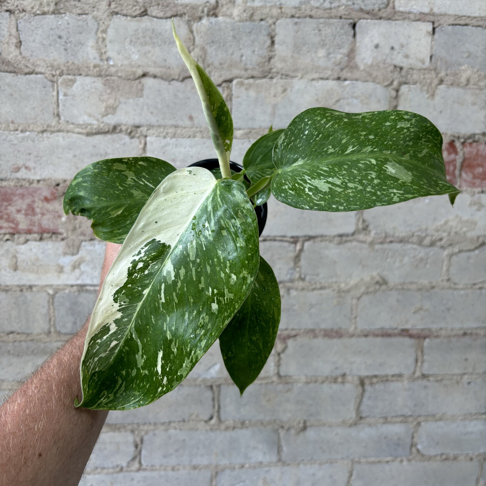 Philodendron Jose Buono Variegated 3.5"