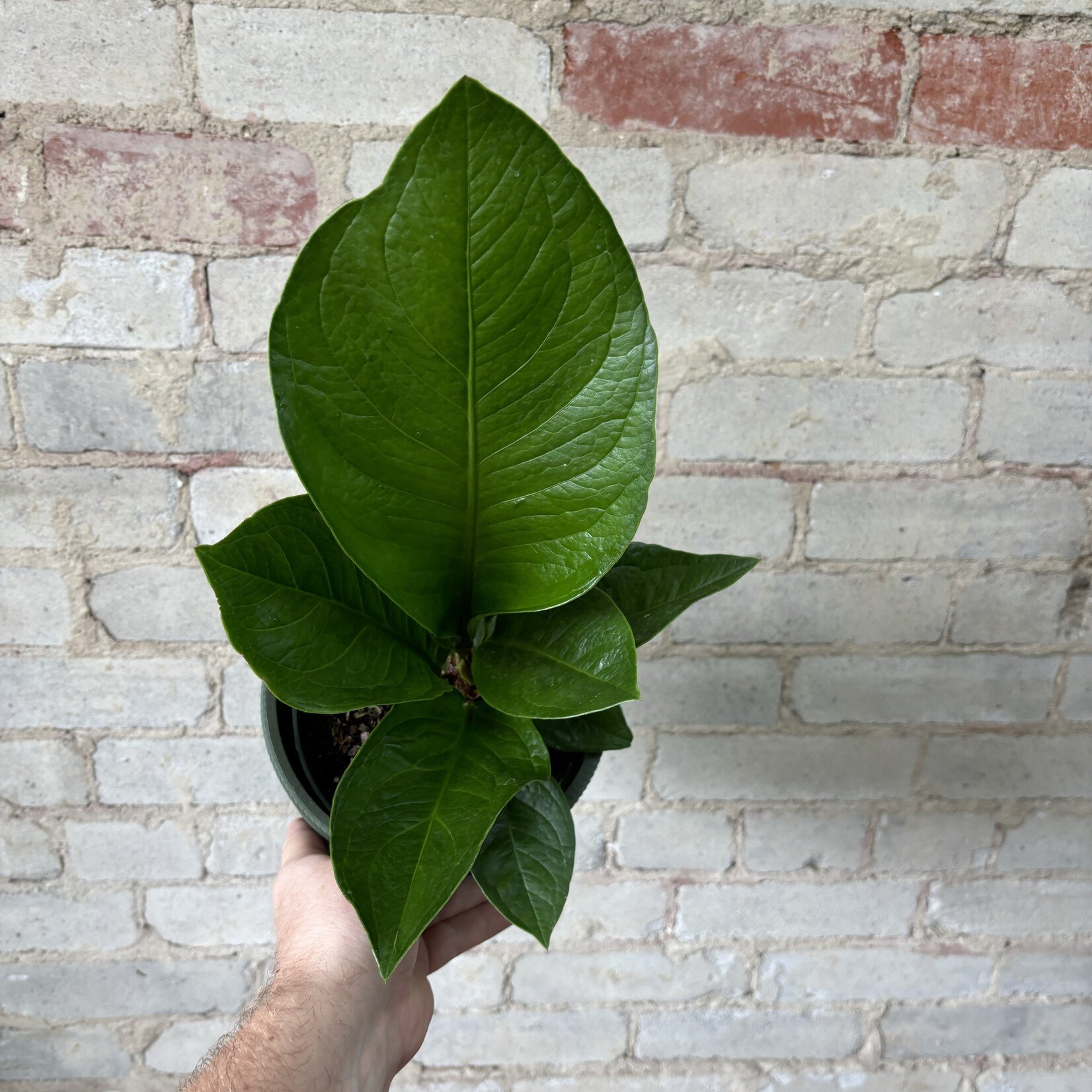 Anthurium Boplandii Guyanum 'Cobra' 6"