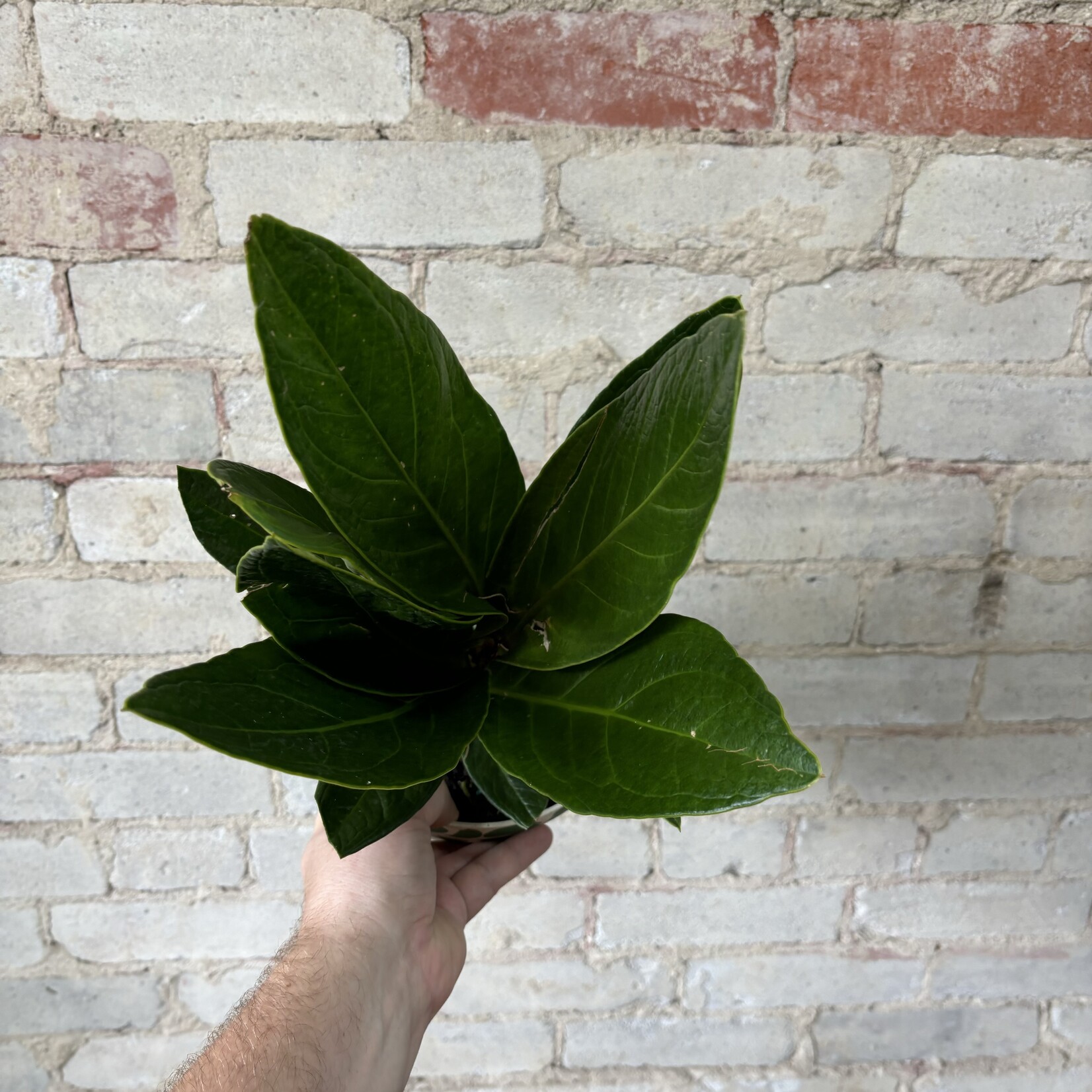 Anthurium Jungle Bush 6"