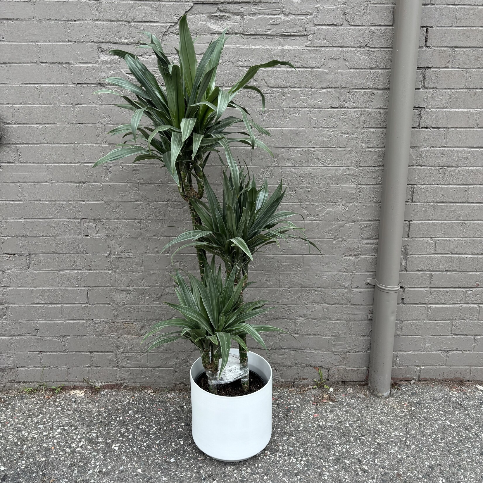 Dracaena Warneckii Jumbo 10"