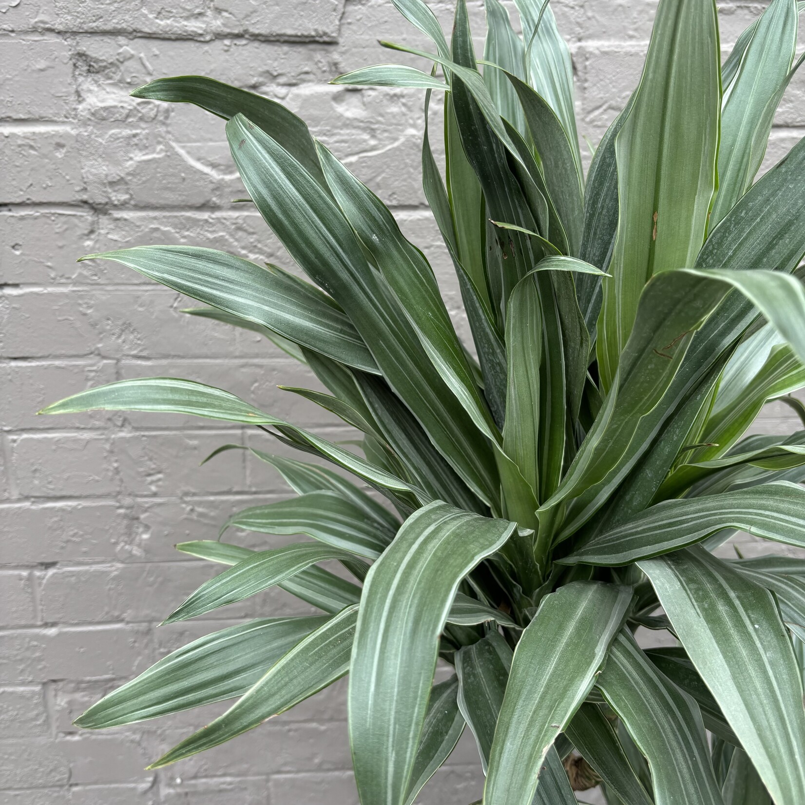 Dracaena Warneckii Jumbo 10"