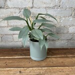 Philodendron Silver Sword 4"