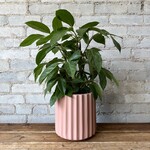 Hudson & Oak - Scallop pot Salted Caramel Fits 6"