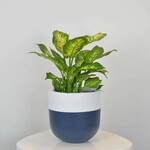 Common House - Boneill Pot French Navy XL (14")