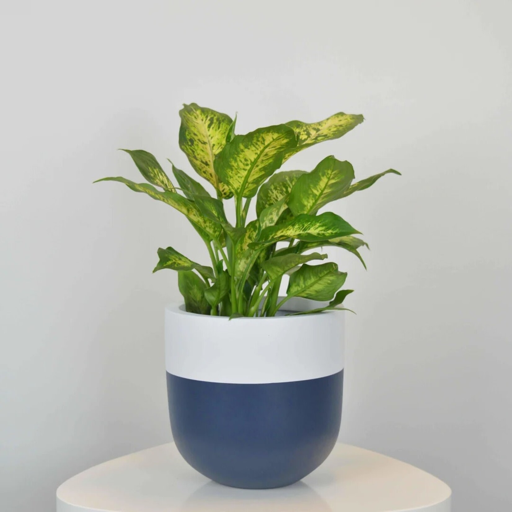 Common House - Boneill Pot French Navy XL (14")