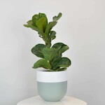 Common House Common House - Boneill Pot Sage Large (10")