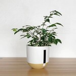 Common House - Connected Pot Mushroom Large (fits 10")
