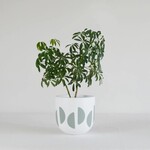 Common House - Crescent Pot Sage XL (14")