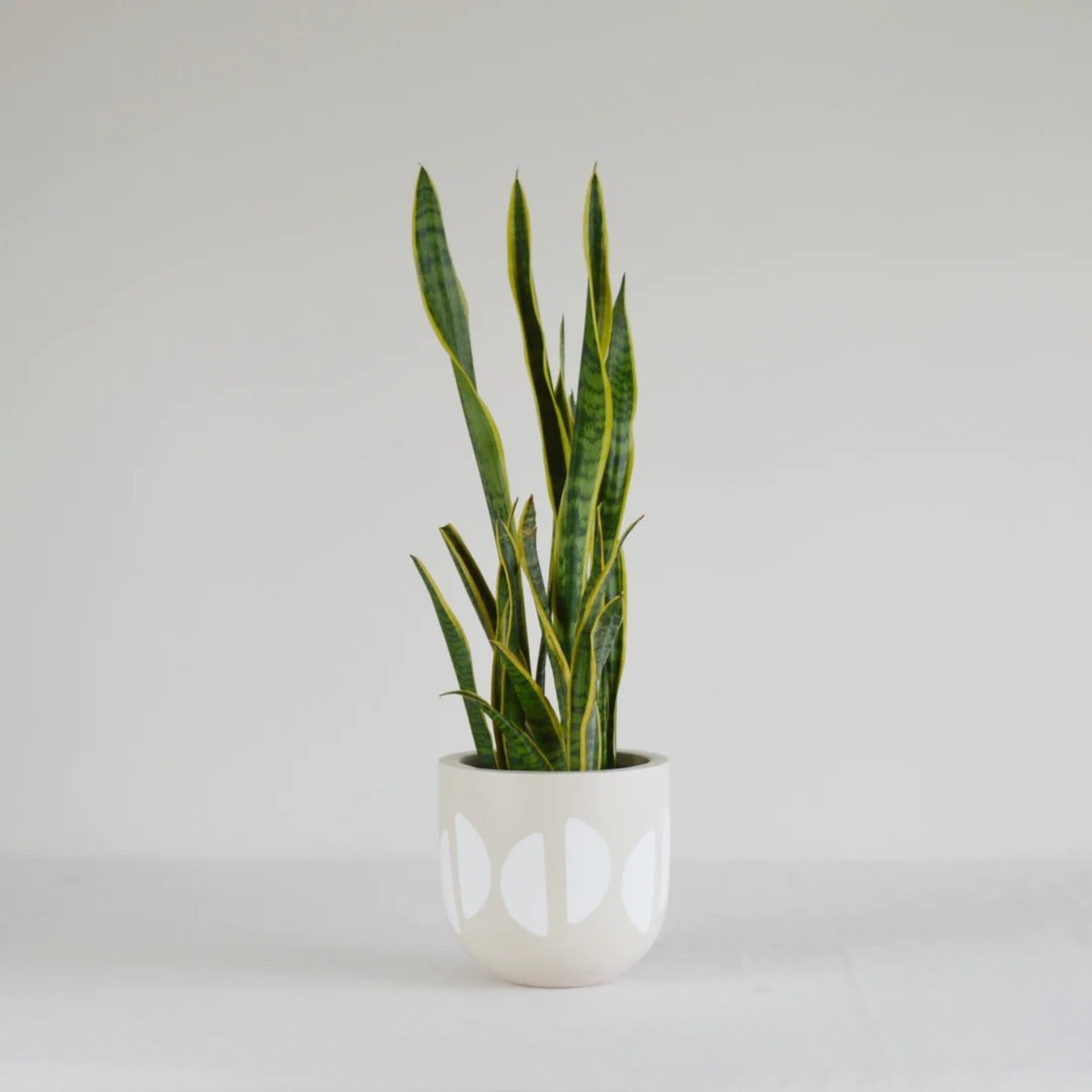Common House Common House - Crescent Pot Tan XL (14")