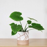 Common House Common House - Cylinder Directional Pots Camel Large (10")