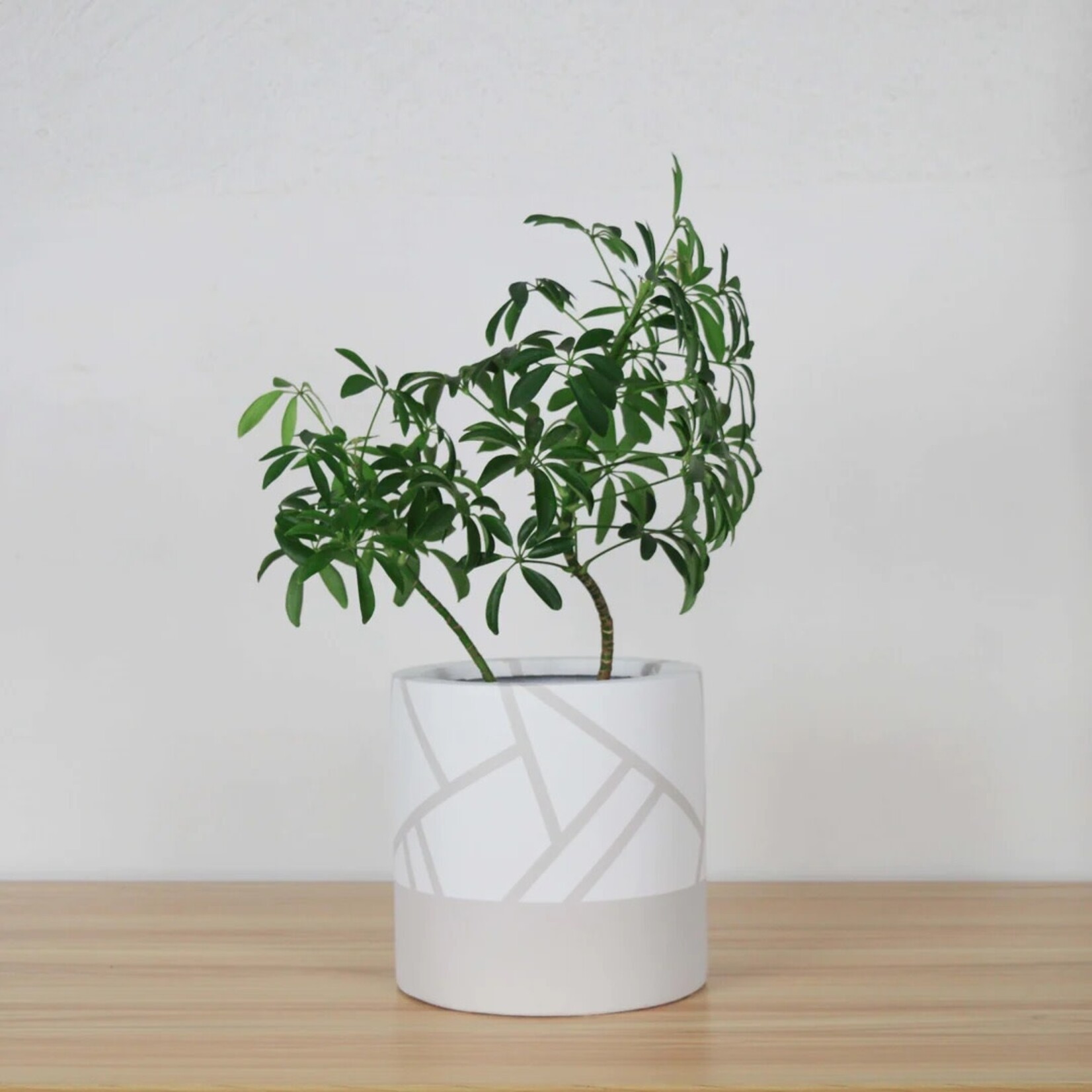Common House - Cylinder Pot Directional Mushroom Large (fits 10")
