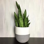 Common House - Split Grey / White Pot Large (fits 10")