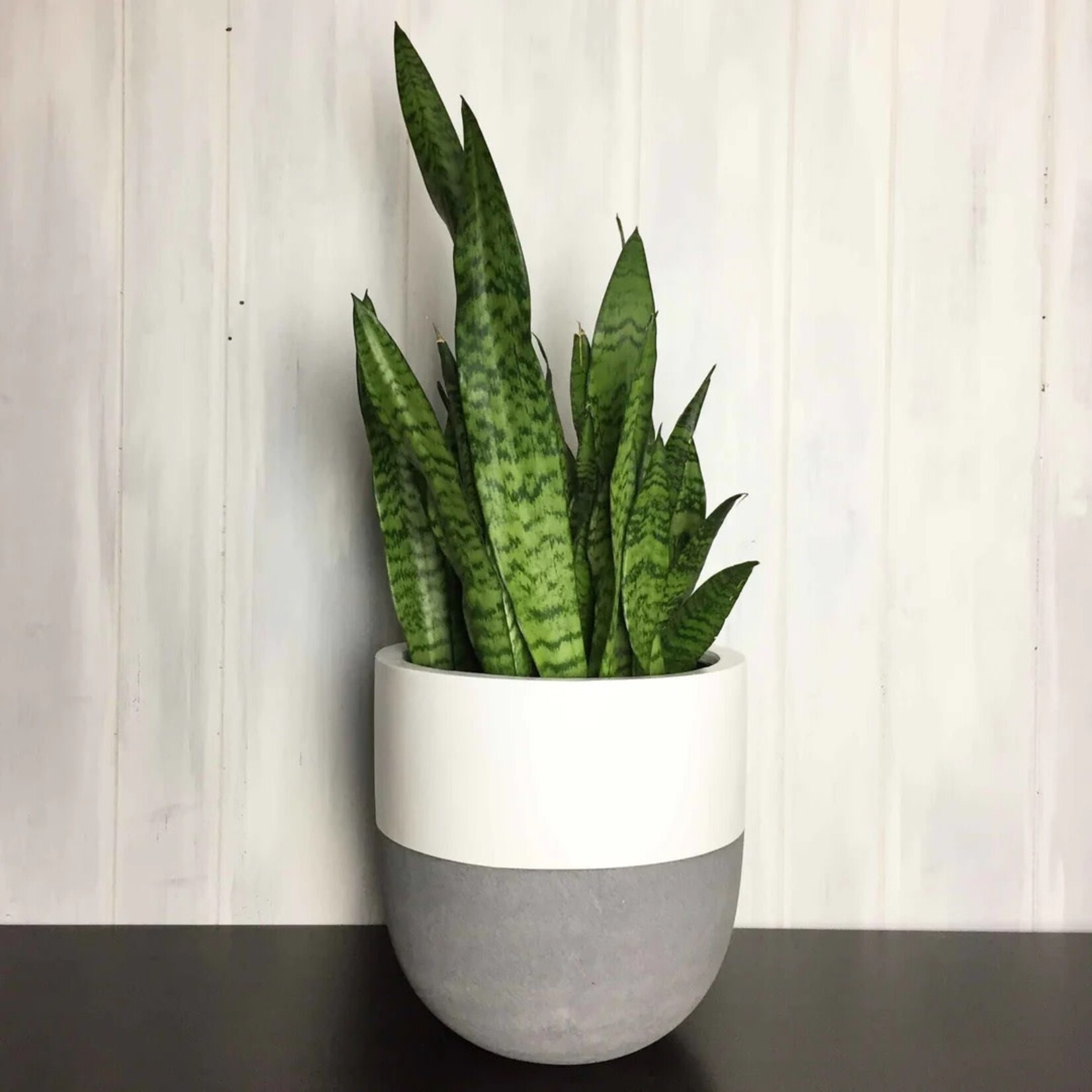 Common House - Split Grey / White Pot Large (fits 10")