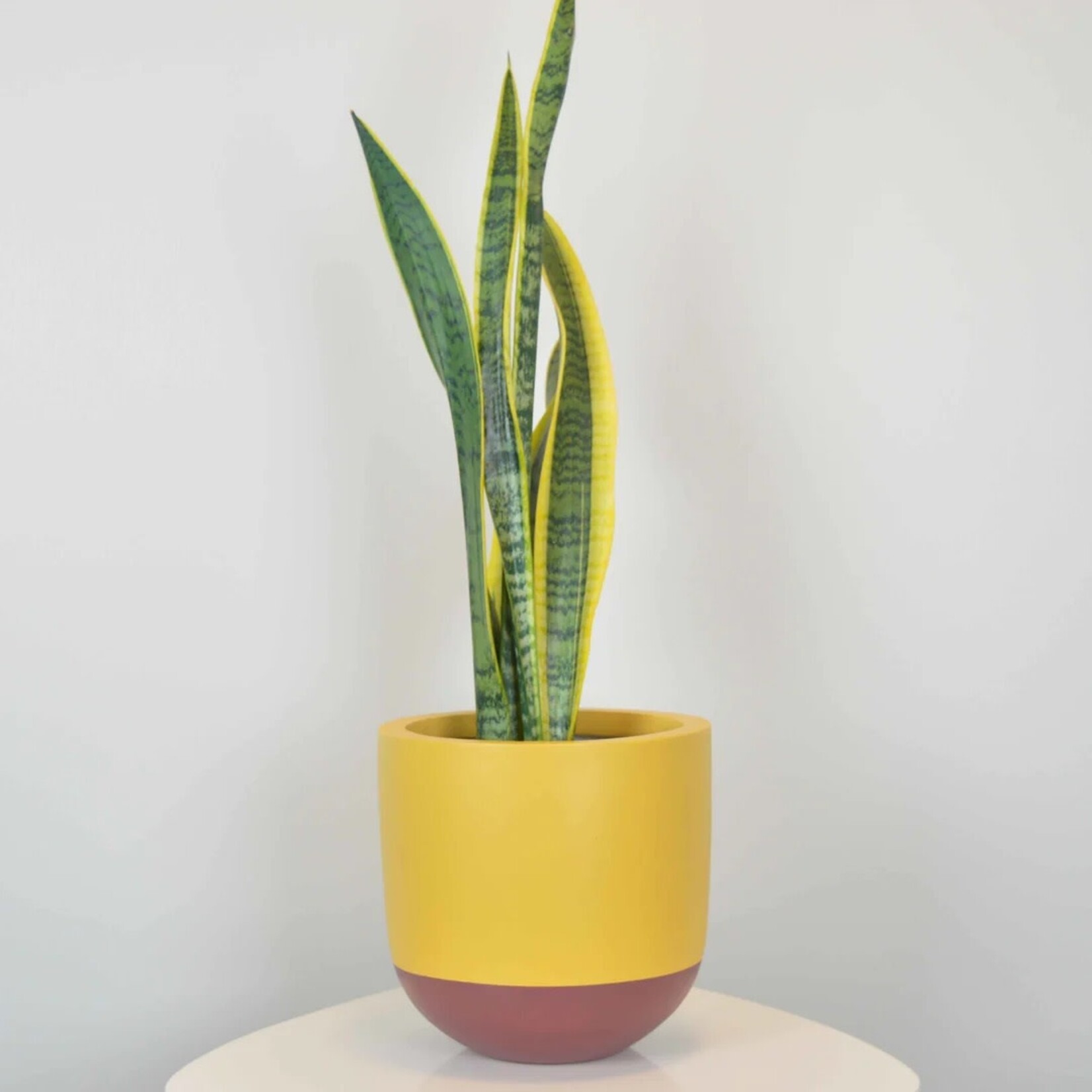 Common House - Tamra Mustard Pot Large (fits 10")