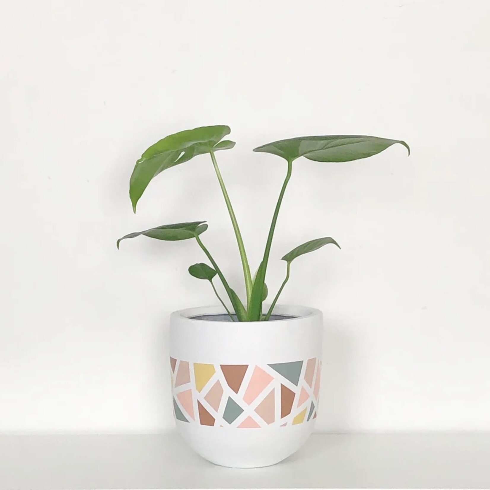 Common House - Terrazzo Pot Baked Clay Large (fits 10")