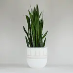 Common House -  Reign Pot Tan Large (fits 10")