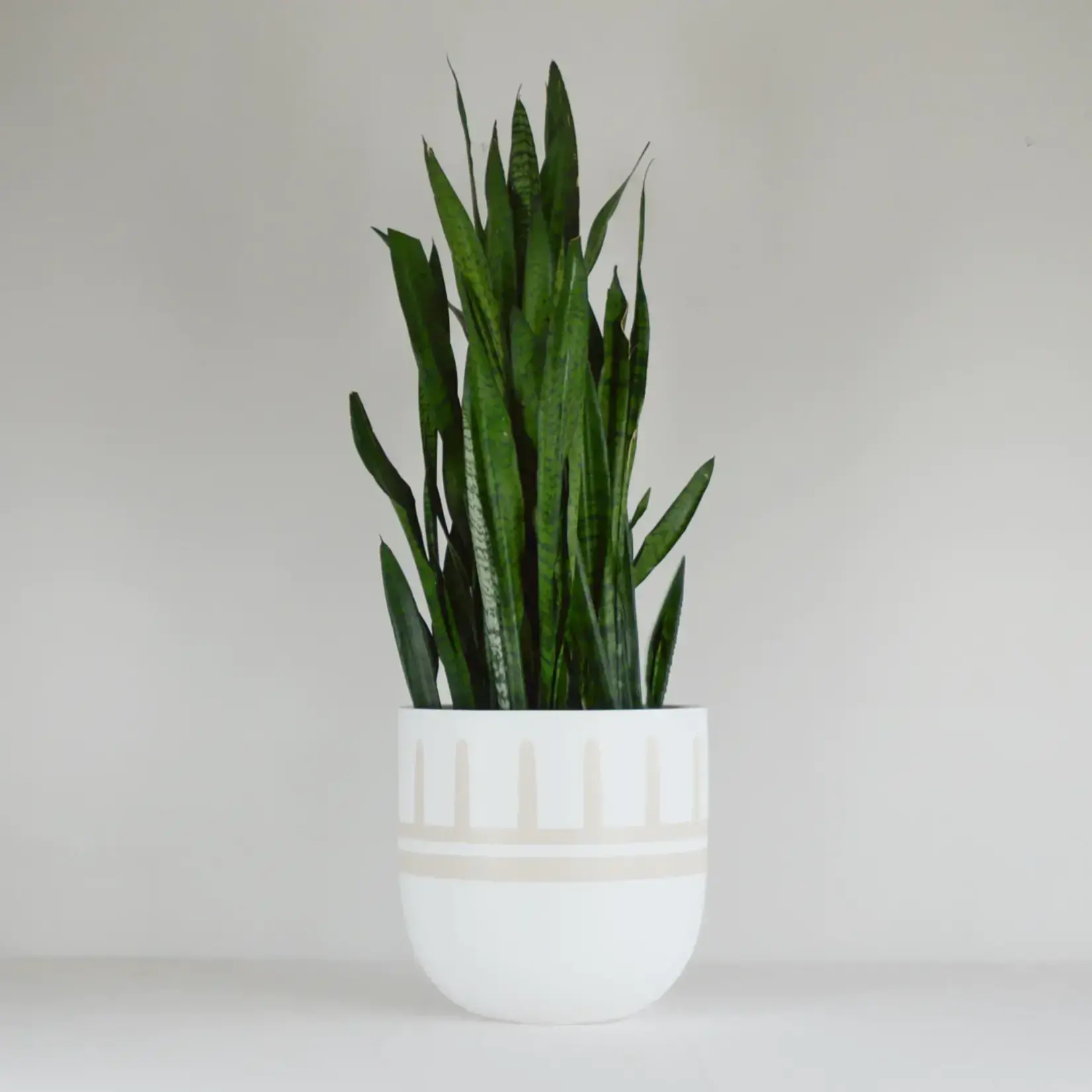 Common House -  Reign Pot Tan Large (fits 10")