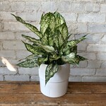 Aglaonema Osaka 6"