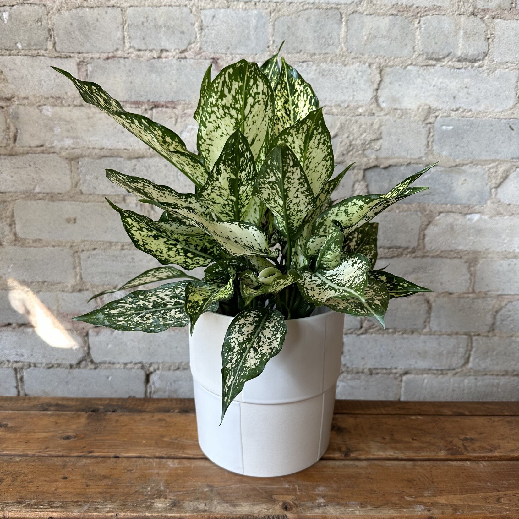 Aglaonema Osaka 6"