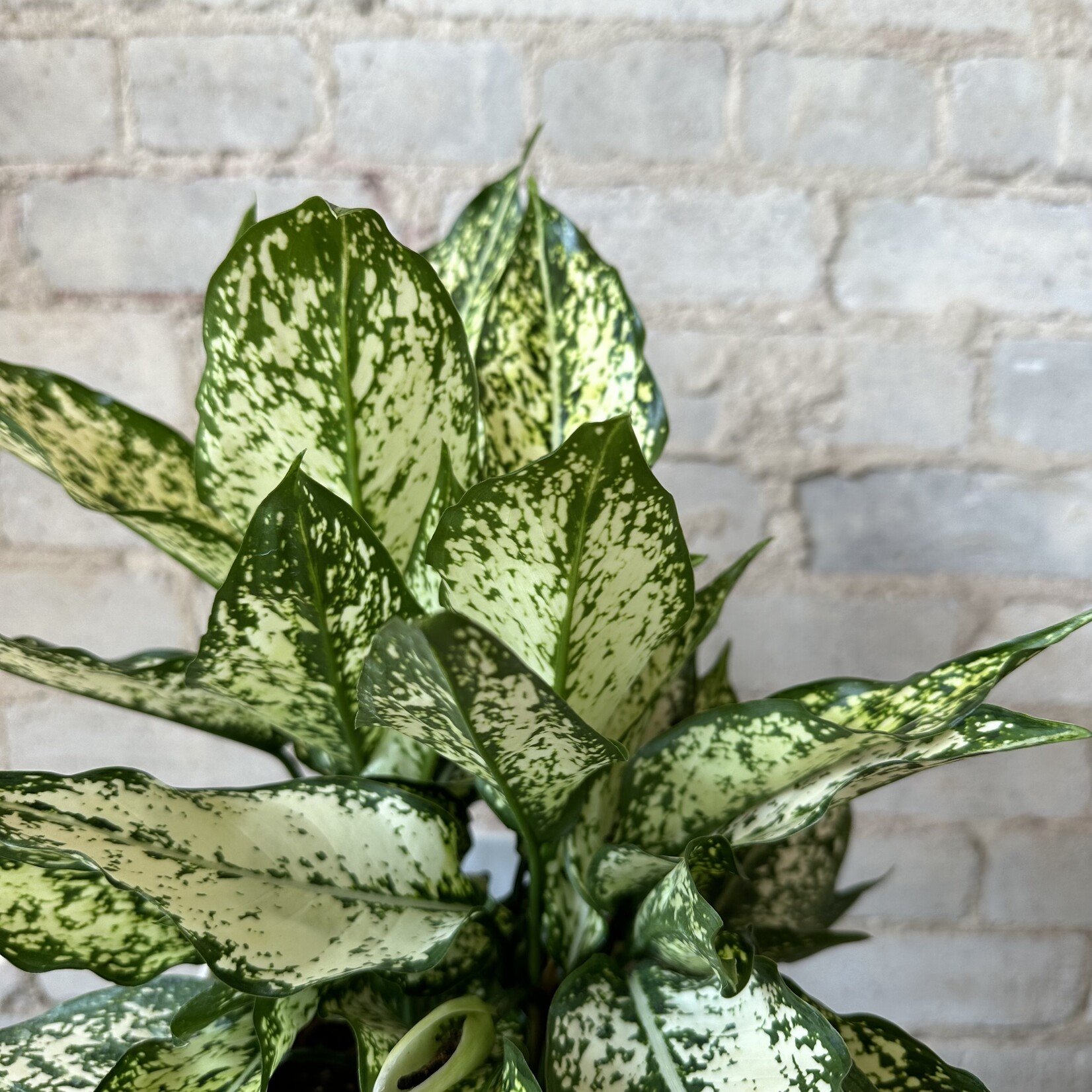 Aglaonema Osaka 6"