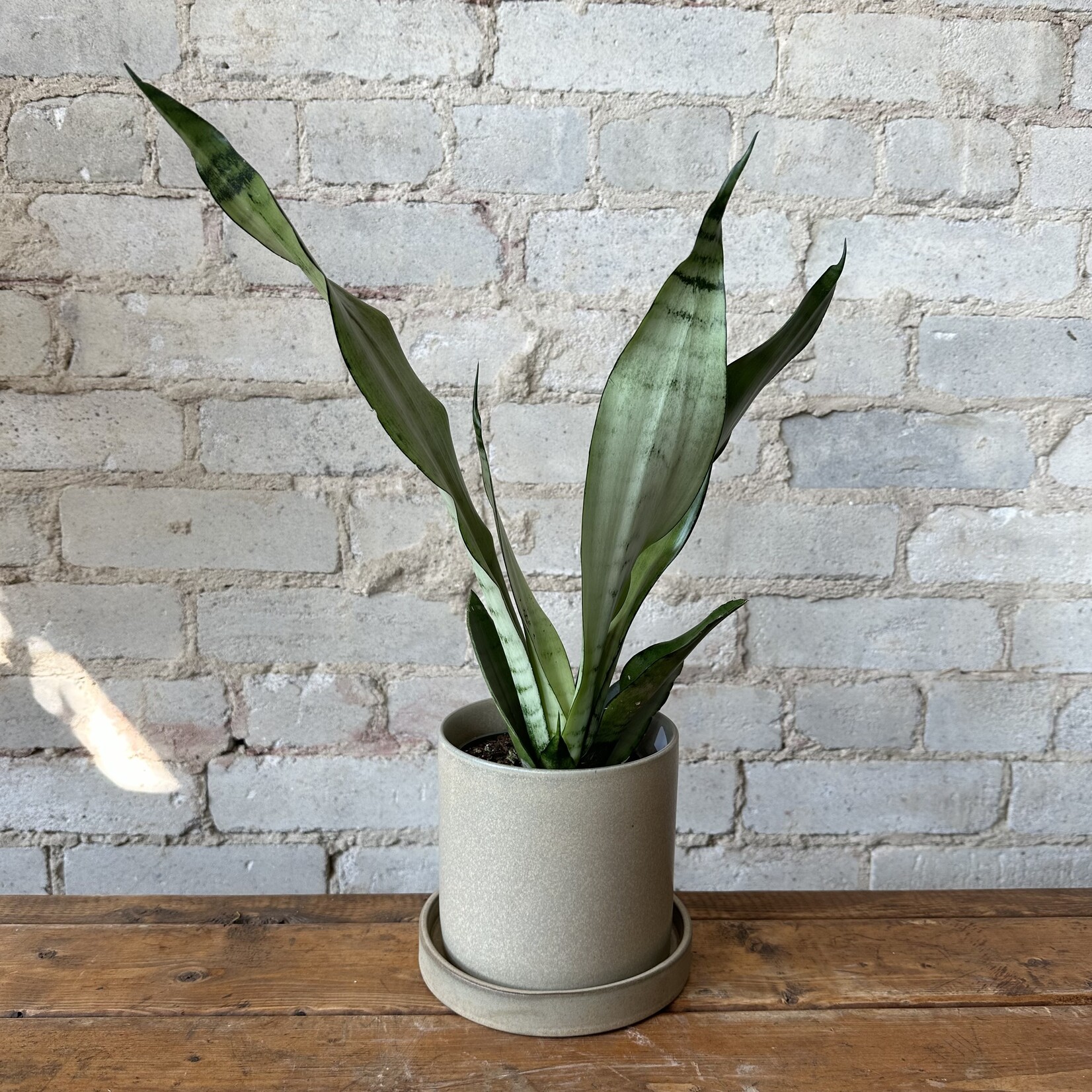 Sansevieria Moonshine 4"