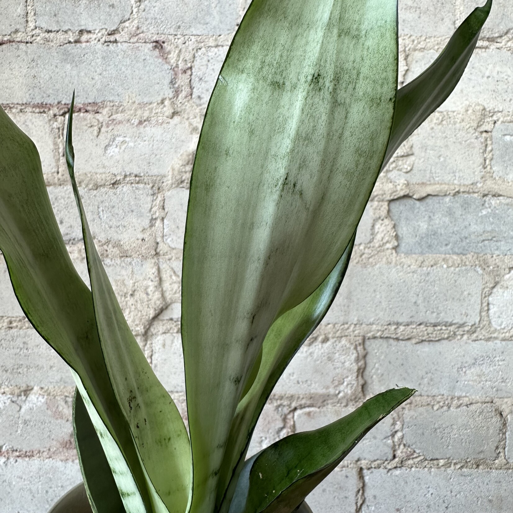 Sansevieria Moonshine 4"