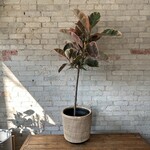 Ficus Elastica Ruby Red Standard 12"