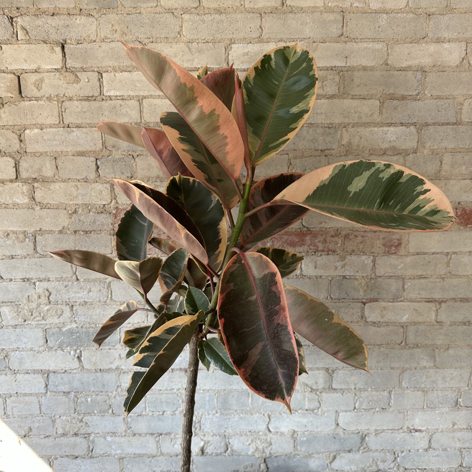 Ficus Elastica Ruby Red Standard 12"