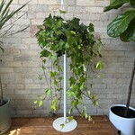 Algerian Ivy (Neon) 8" HB