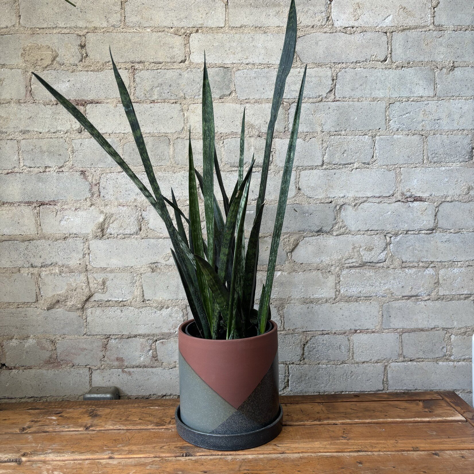 Sansevieria Wintergreen 6"