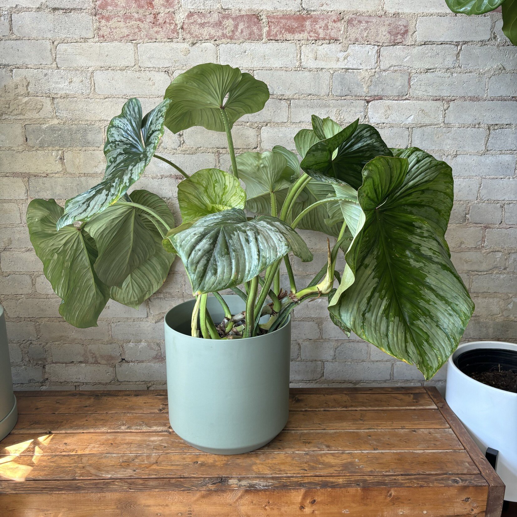 Philodendron Mamei Silver 10"