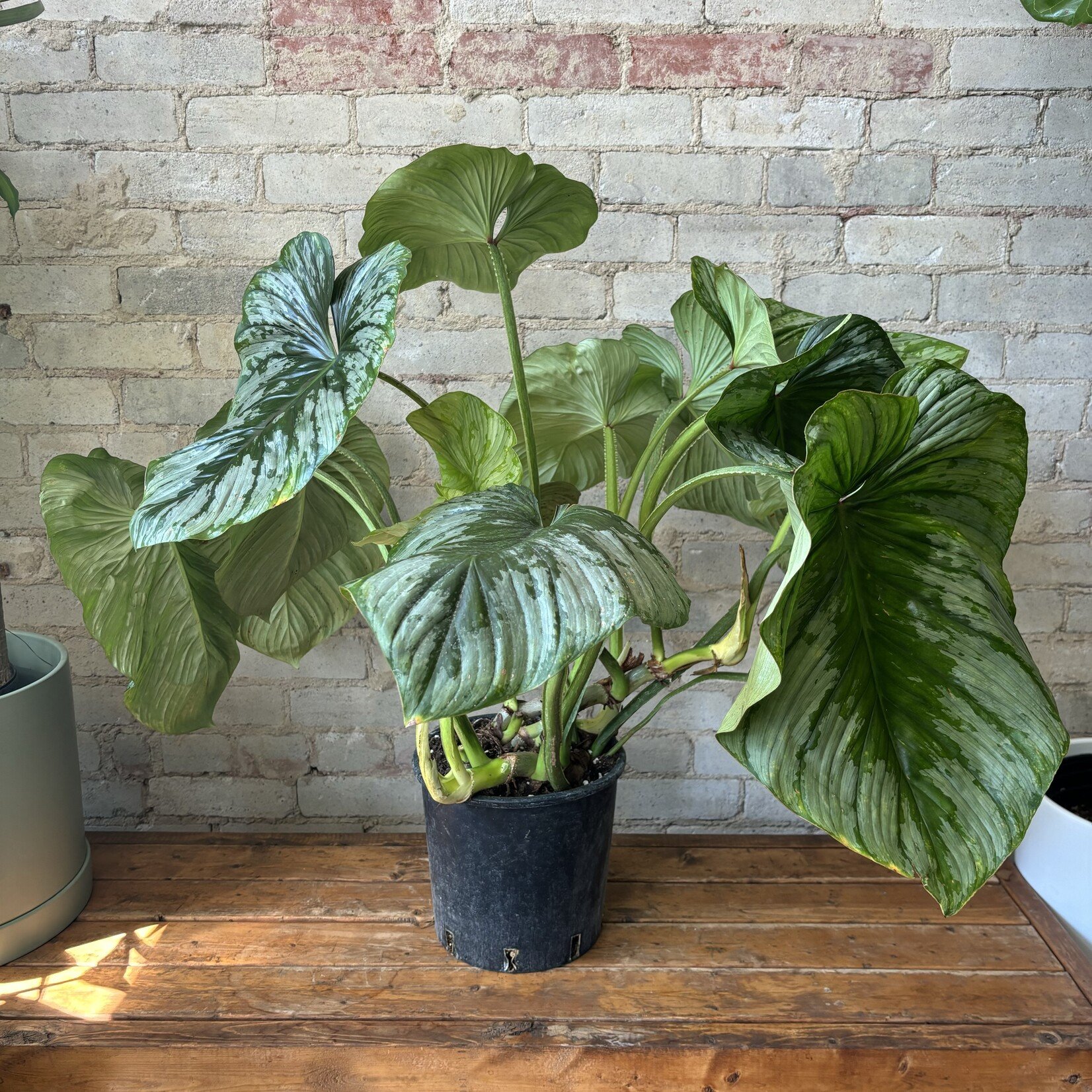 Philodendron Mamei Silver 10"