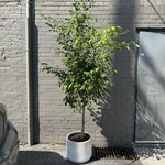 Ficus Benjamina Standard 14"