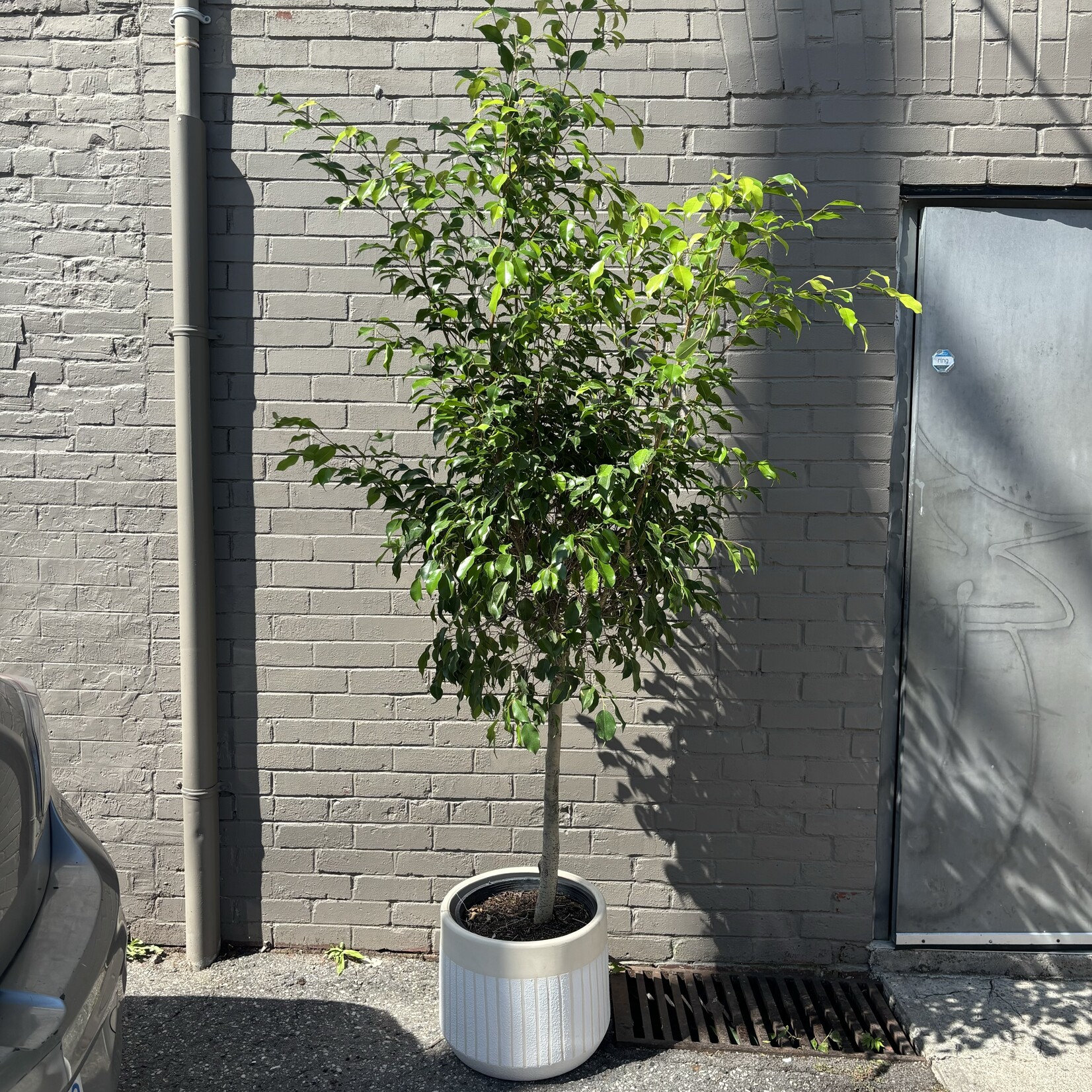 Ficus Benjamina Standard 14"