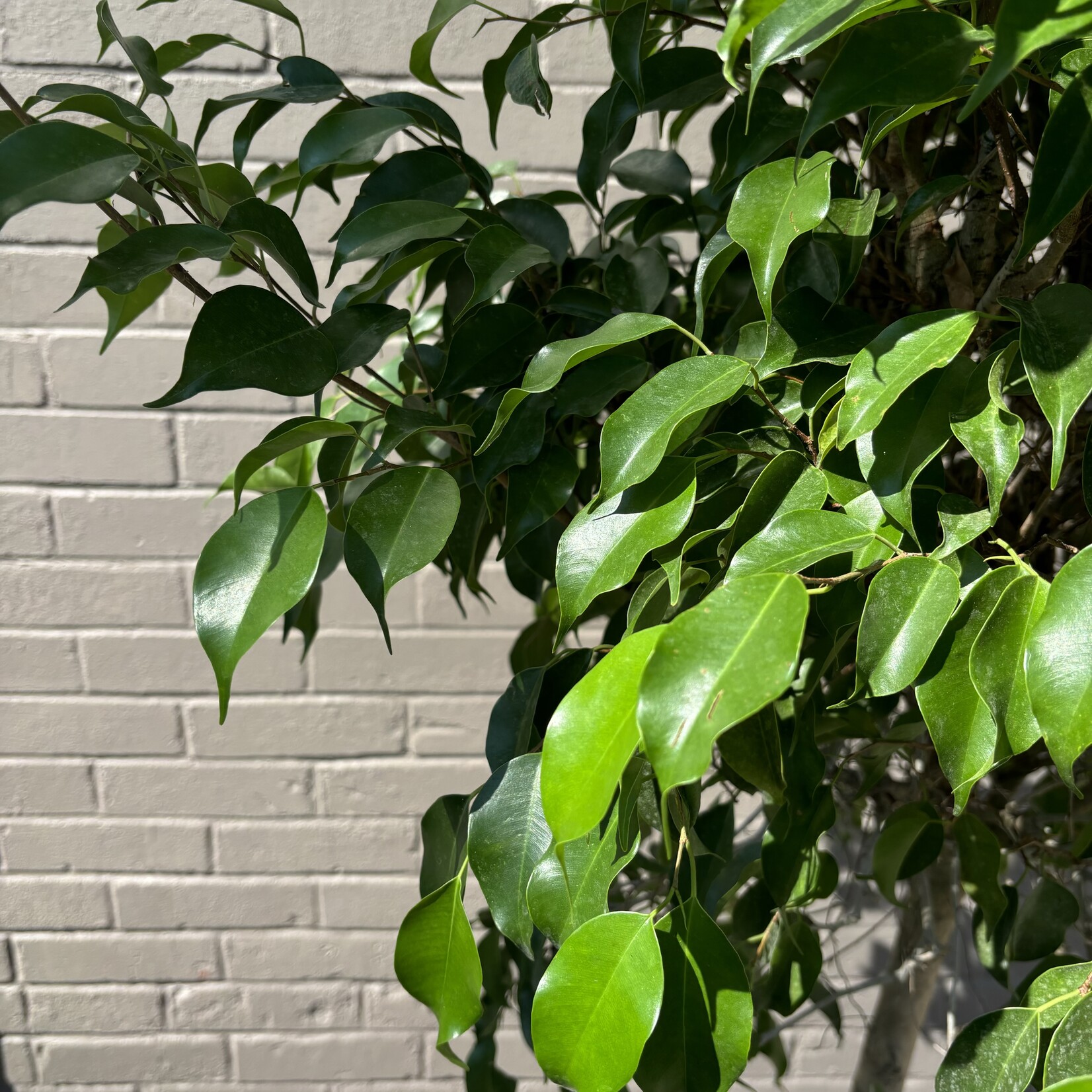Ficus Benjamina Standard 14"