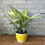 Dieffenbachia Vesuvius 6"