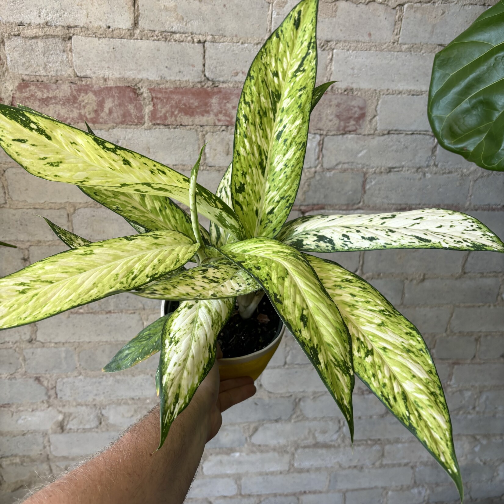 Dieffenbachia Vesuvius 6"