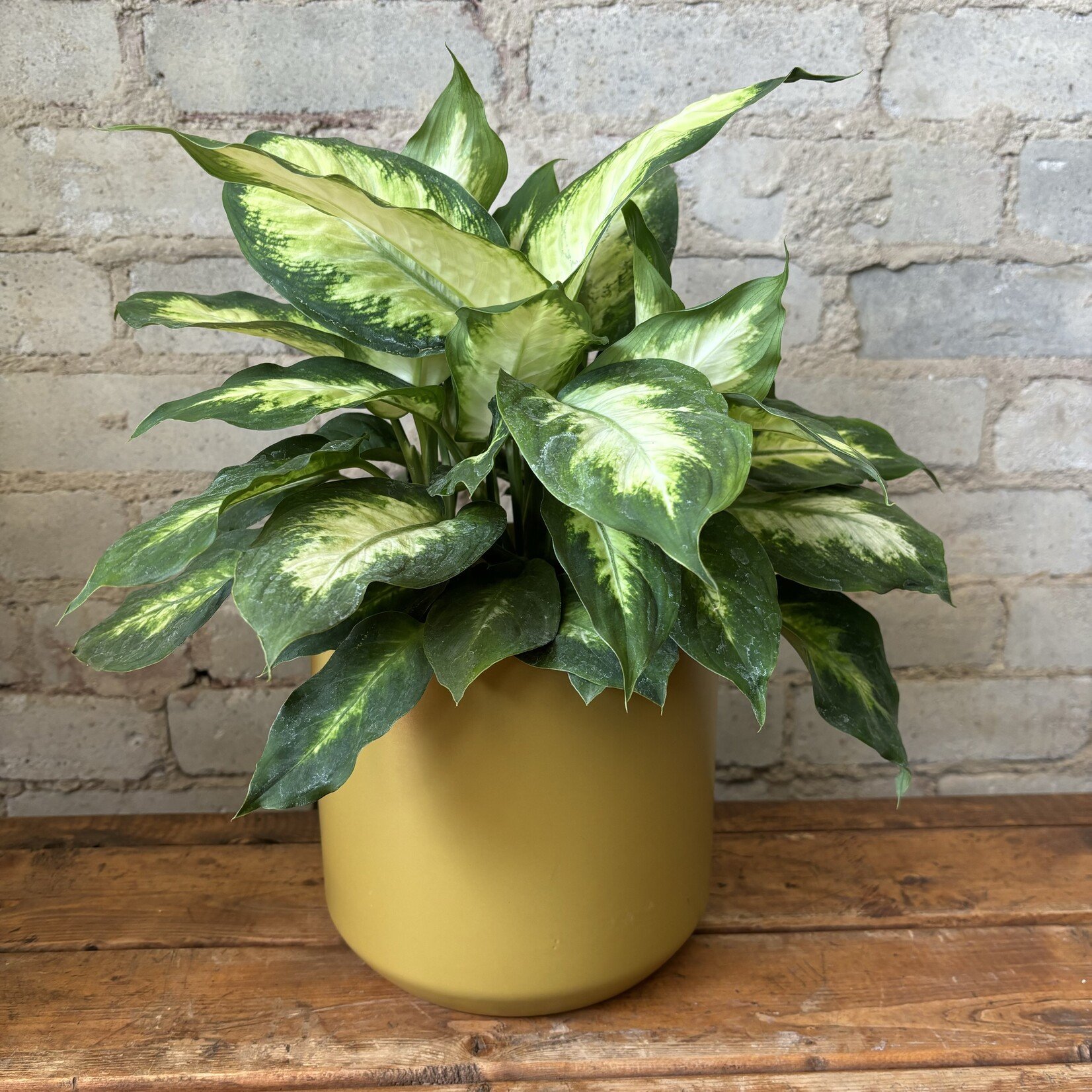 Dieffenbachia Amy 6"