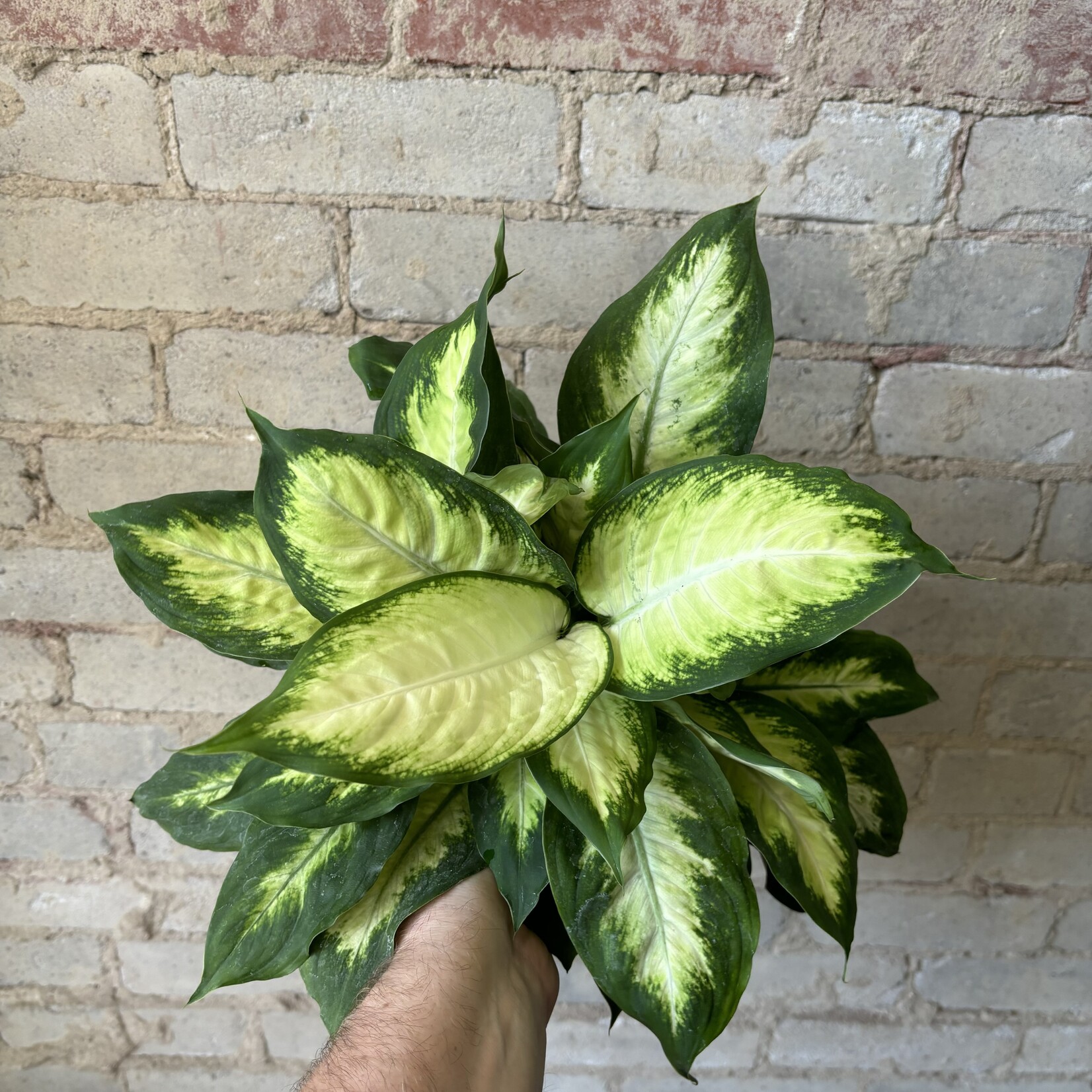 Dieffenbachia Amy 6"