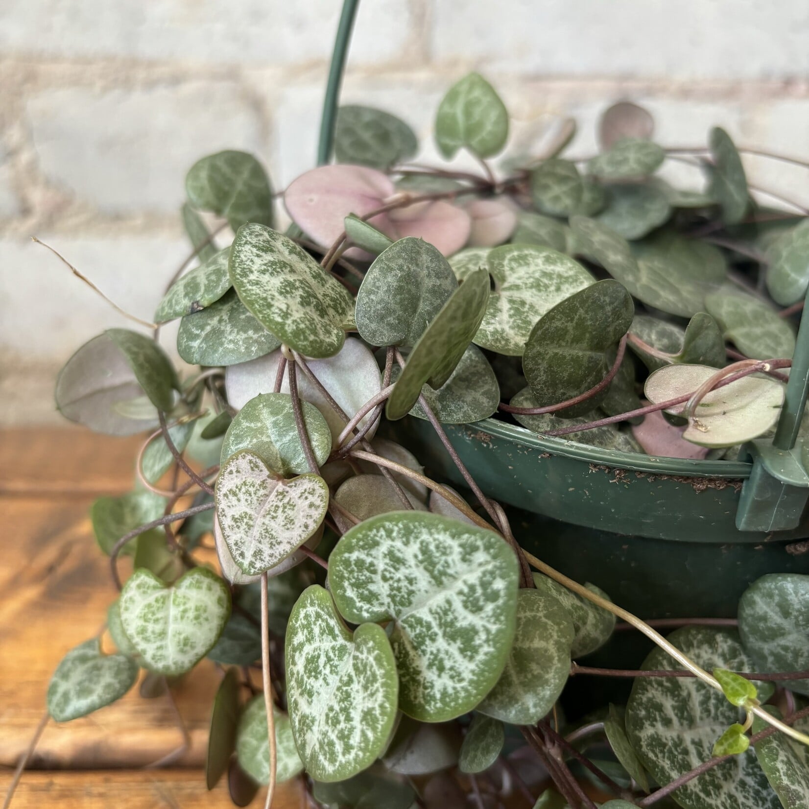 Ceropegia (String of Hearts) 5"