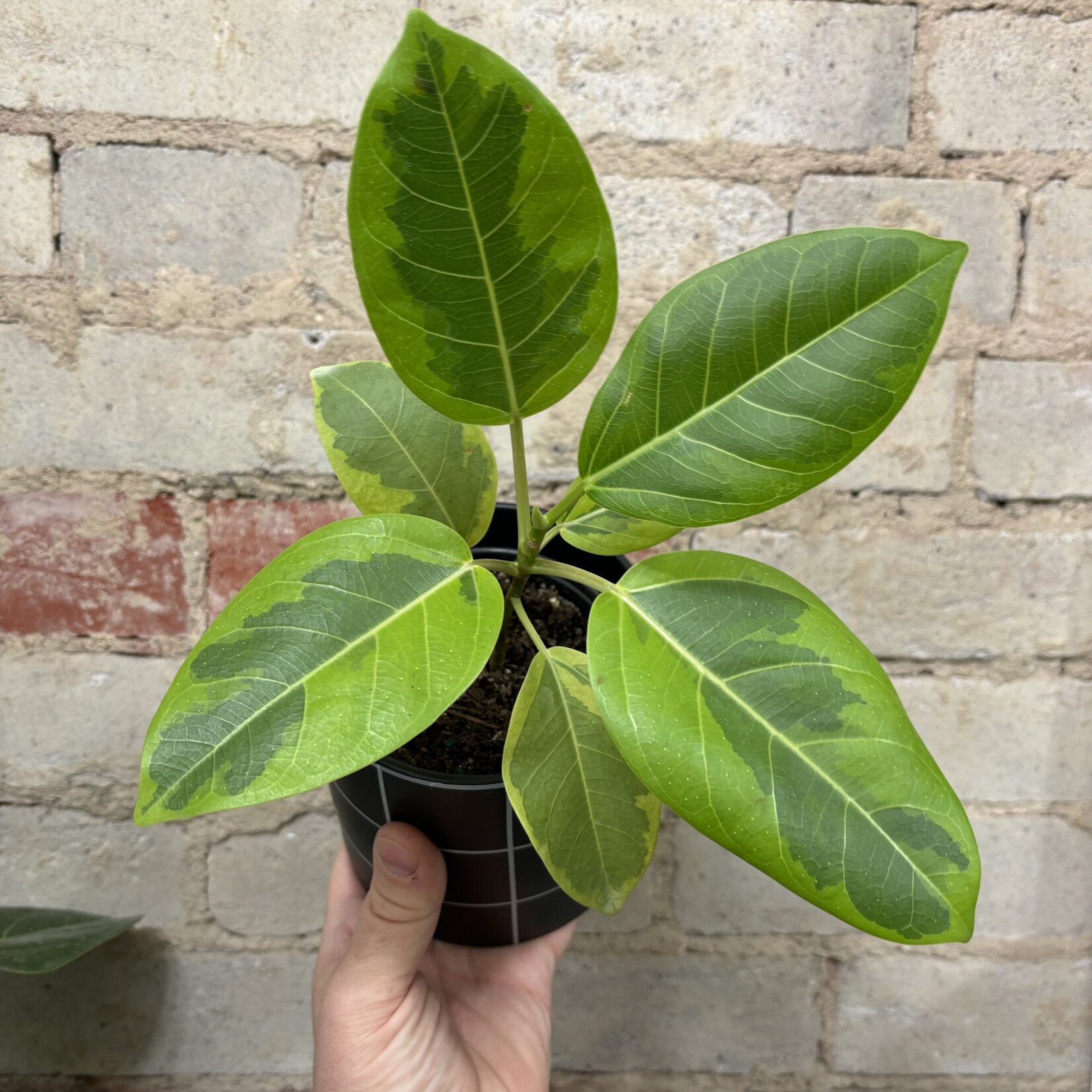 Ficus Altissima 4"