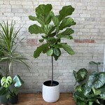 Ficus Lyrata Standard 10"