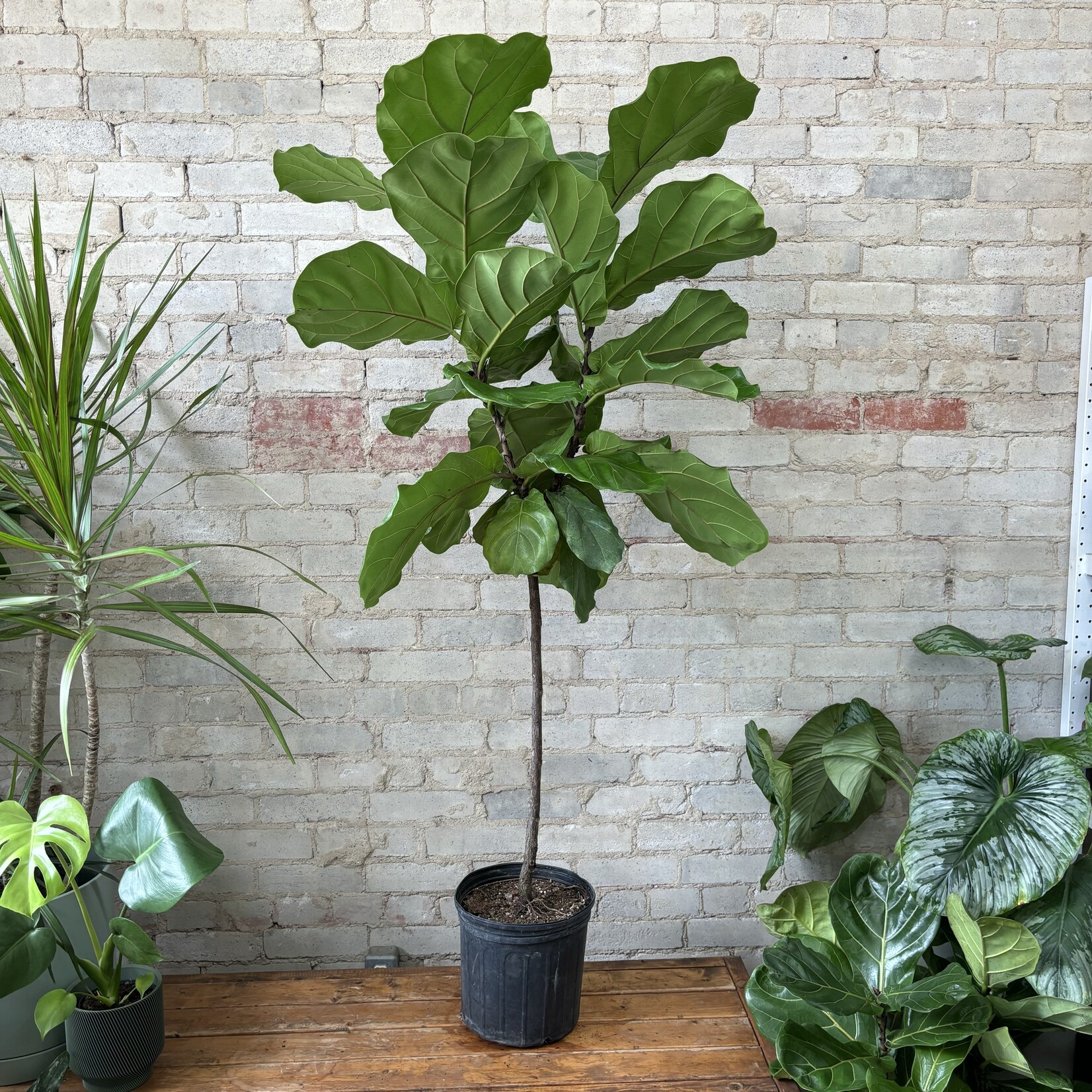 Ficus Lyrata Standard 10"