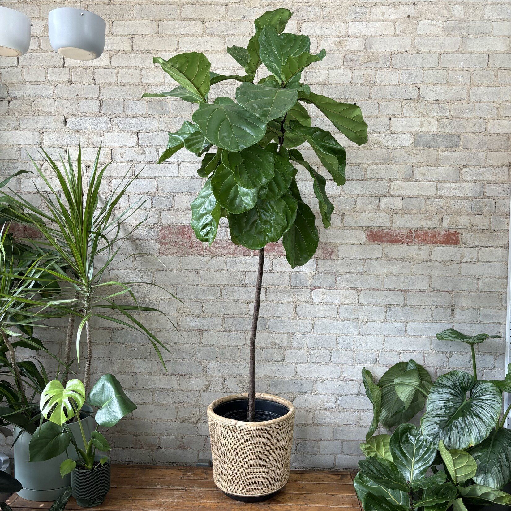 Ficus Lyrata Standard 12"